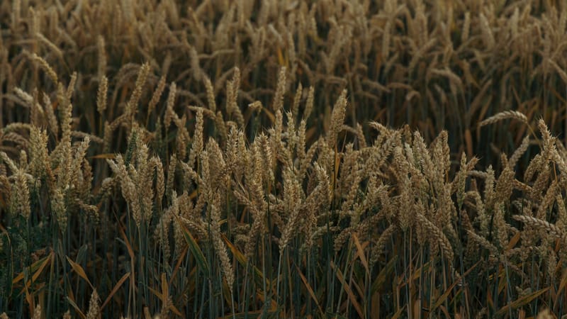 Zelenskyy Warns Egypt of Food Supply Threat From Russian Black Sea Strikes